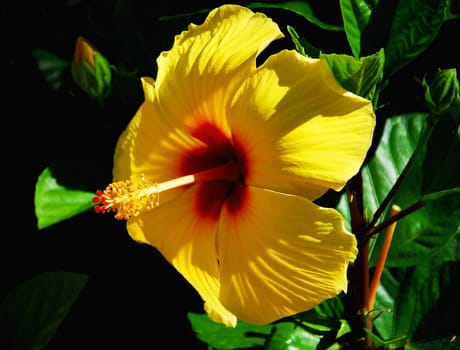 Yellow hibiscus