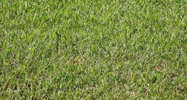 Grass close up