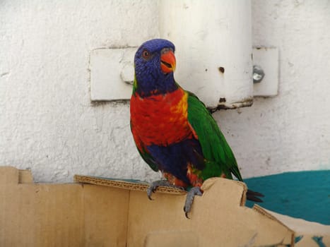 Lories and lorikeets are small to medium-sized arboreal parrots characterized by their specialized brush-tipped tongues for feeding on nectar and soft fruits. The species form a monophyletic group within the parrot family Psittacidae