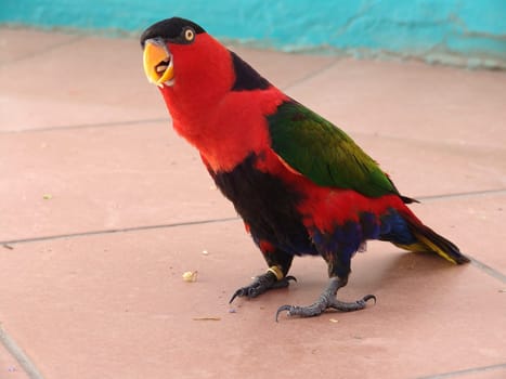 Lories and lorikeets are small to medium-sized arboreal parrots characterized by their specialized brush-tipped tongues for feeding on nectar and soft fruits. The species form a monophyletic group within the parrot family Psittacidae