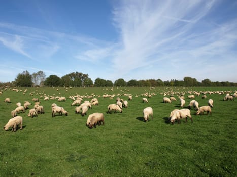 Sheep