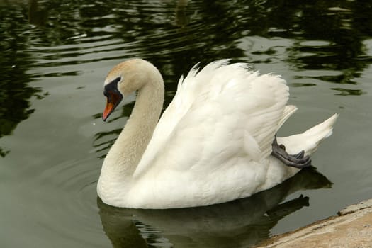 Swan