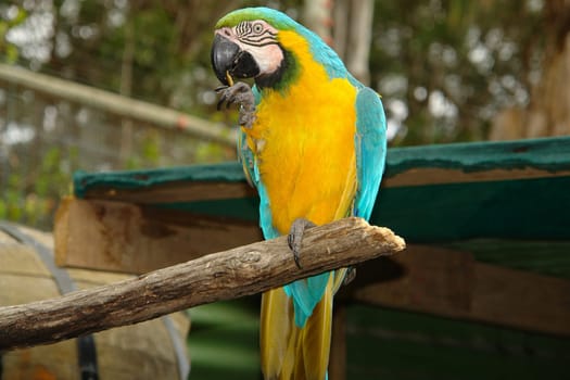 Parrot standing on a branch of tree