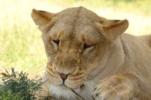 Female lion resting head on tree