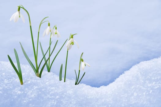 Group of snowdrop flowers growing in snow