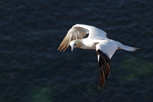 Northern gannets (Morus bassanus) in flight on the cliffs of Heligoland