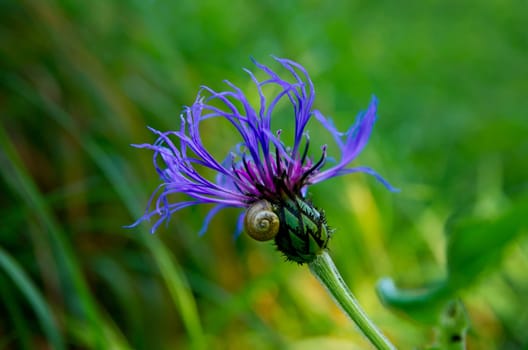 Knapweed