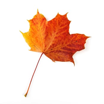 yellow-brown maple leaf cut out in autumn