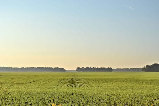 Field