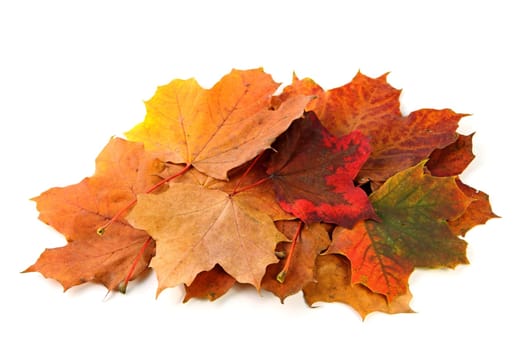 yellow-brown maple leaf cut out in autumn