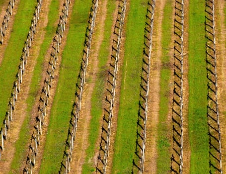Italian vineyard in early spring
