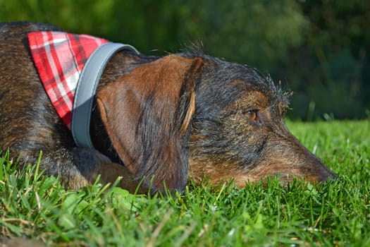 Dachshund
