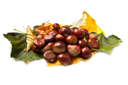 chestnut