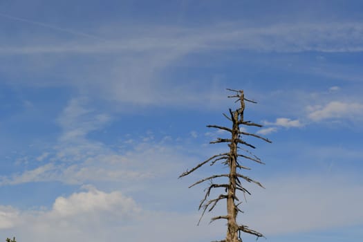 Dead Tree