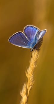 My last blue for this year