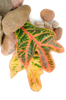 stones with color leaf on a white background