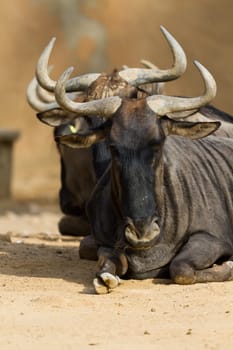 Black-bearded blue wildebeest, placed in several lines, horns details