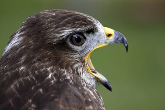 Common buzzard
