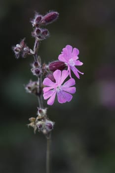 Red campion