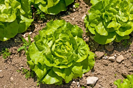 Lettuce