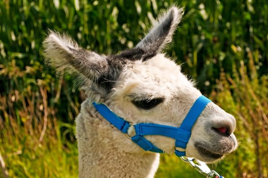 Alpaca,Vicugna pacos