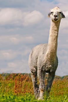 Alpaca,Vicuna pacos