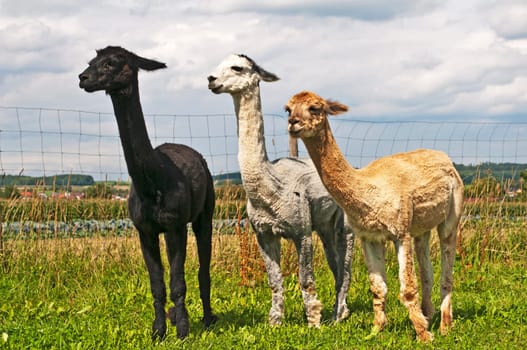 Alpaca,Vicuna pacos