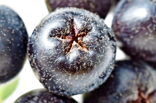 Aronia berry