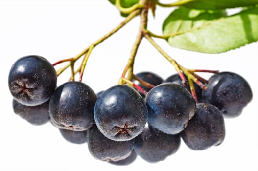 Aronia berry