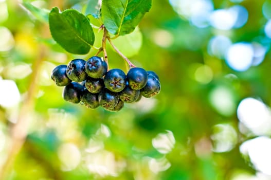 Aronia berry on the bush