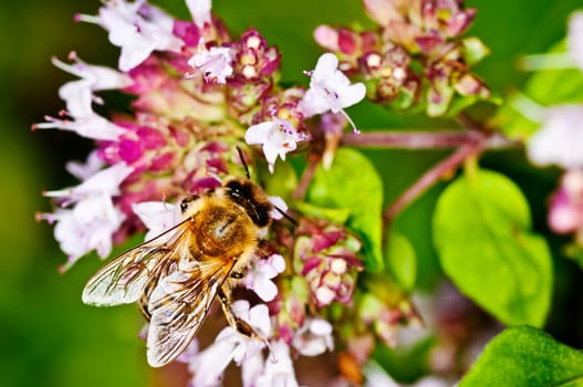 Bee on thyme