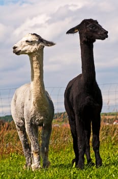 Alpaca,Vicuna pacos