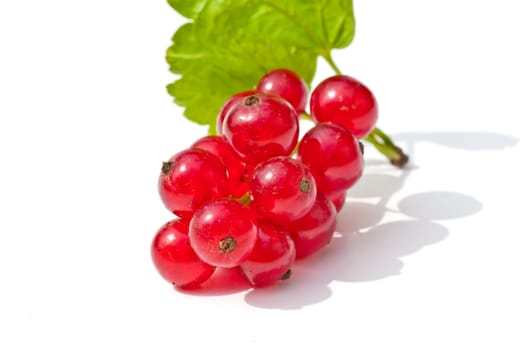 Currants