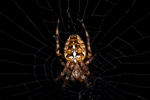 Cross spider,Araneus diadematus
