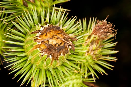 Medicinal plant burdock
