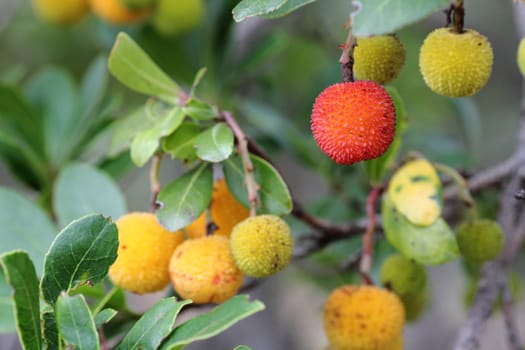 Fruits of the strawberry tree