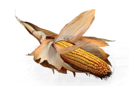 Ripe corn on the cob