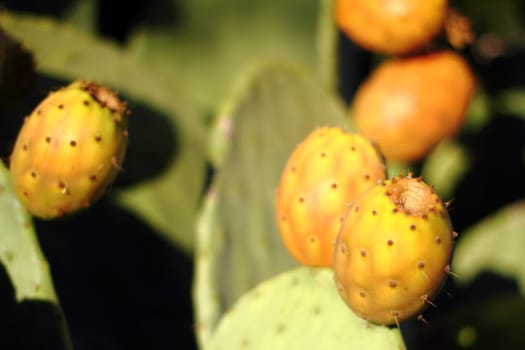 Prickly pear