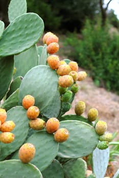Cactus with figs