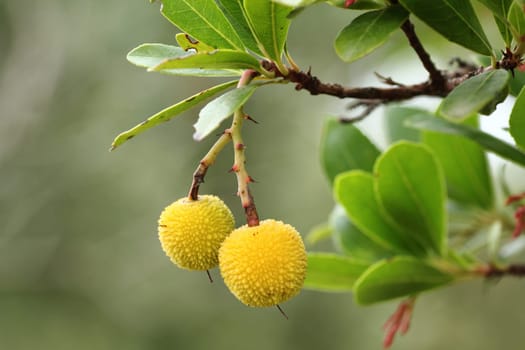Fruits of the strawberry tree