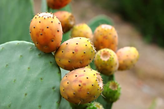 Cactus with figs