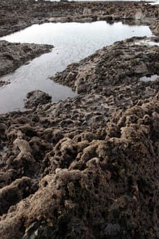 seaweed hanging from rocks on the ballybunion coastline on irelands west coast