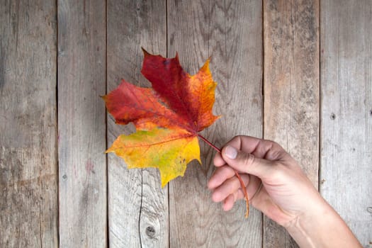 Autumn leaf on a hand with old wooden background