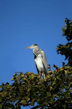 Grey heron