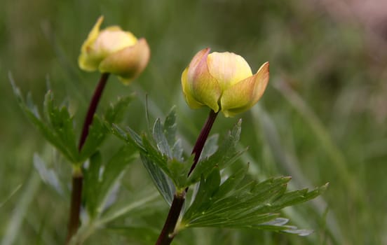Trollius europaeus
