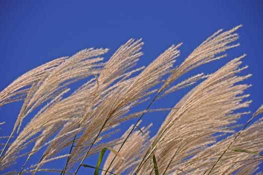 Pampas grass