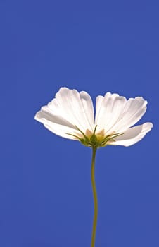 Cosmos