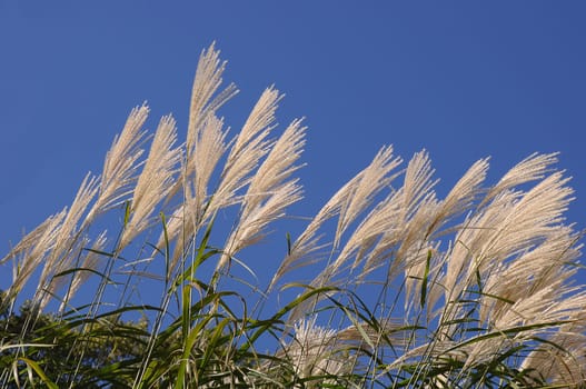 Pampas grass