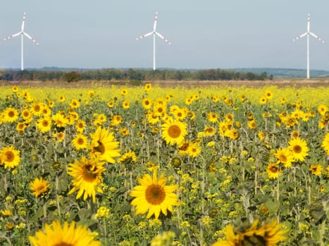 Sunflowers and wind turbine,alternative energy to protect the environment