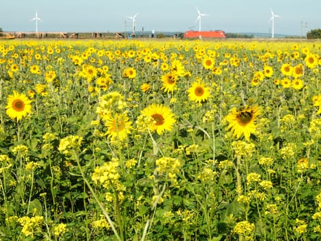 Sunflowers and wind turbine,alternative energy to protect the environment